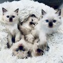 Gorgeous Rag Doll Kittens-0