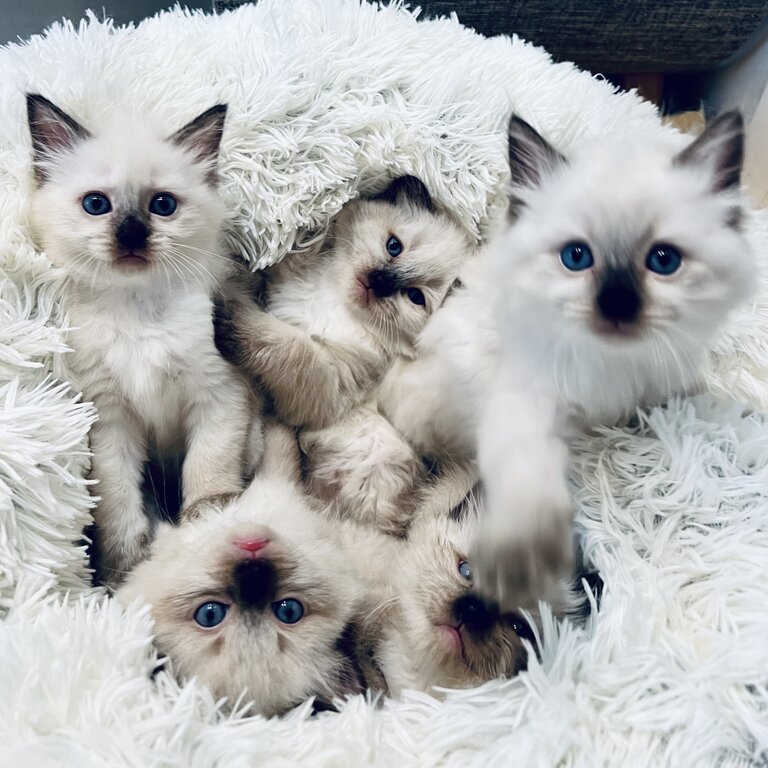 Gorgeous Rag Doll Kittens