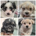 Beautiful Puppies for Sale-0