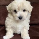 Shihpoo  male and female Dogs and Puppies   for Adoption -3