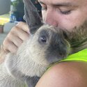 Year old rabbits need homing, toilet trained-5