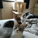  MAINE COON KITTENS AVAILABLE TO LEAVE NOW!!-1