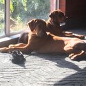 Rhodesian ridgeback-2