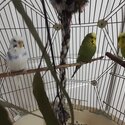 Budgies for sale-0