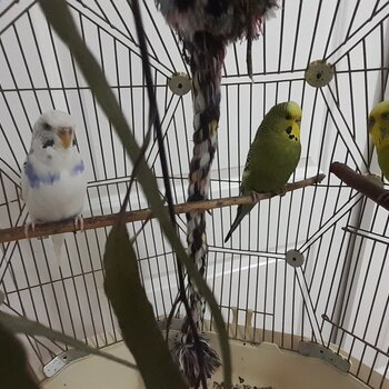 Budgies for sale