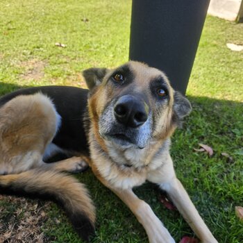 Female German Shepherd 