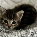 2 x Adorable 7 week old kittens - toilet trained (kitty litter) - feeding / drinking on own-2