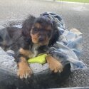 Cavalier King Charles Spaniel puppy 7 months old (male)-0