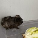 Baby Guinea pig for sale-0