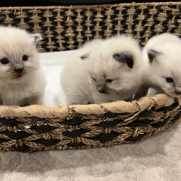 Purebred Ragdoll Kittens