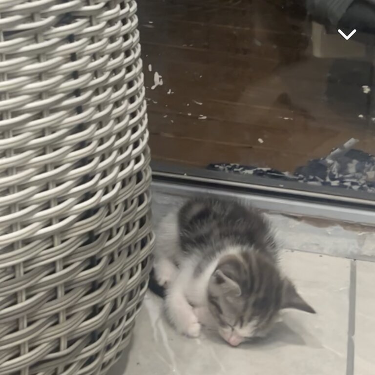 7 week old grey female tabby kitten, looking for a new home 