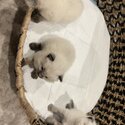 Purebred Ragdoll Kittens-3