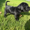 Last Pup - Purebred - Cane Corso - Boy-5