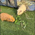 2 female short haired Guinea pigs-1