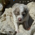 Border Collie Puppies-1