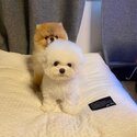 Amazing Healthy Purebred Pomeranian and Maltese Pups Available -0