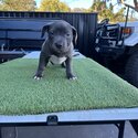 Blue nose pitbull puppies 8 weeks old -2