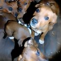 Dogs and puppies-1