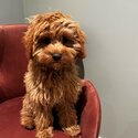 Toy Cavoodle - Ruby-2