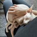 White female sphynx for sale -3