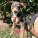 Australian kelpie cross border collie -1