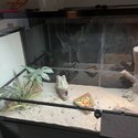 Bearded Dragon with entire set up-1