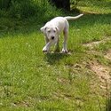 Bull Arab x gsp puppies looking for their forever homes -4