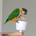 Caique parrot/ bird cage/ bird stand/ bird toys-2