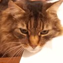 Siberian x Tabby for rehoming -1