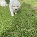 Pure Bred Maremma Sheepdog puppies for sale-5