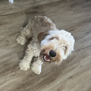 Male Spoodle cream puppy