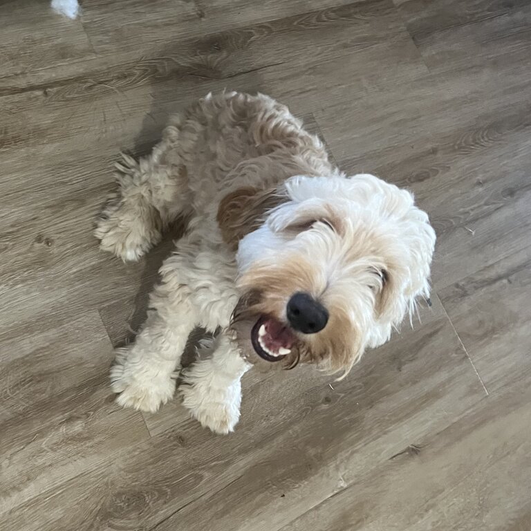 Male Spoodle cream puppy