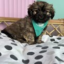 No/low shedding Maltese x Shih-Tzu pups only 9 weeks old  when listed-1