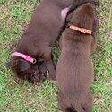 July 2023  Labrador retriever puppies for sale-5