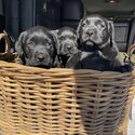 Purebred Labrador Puppies-3