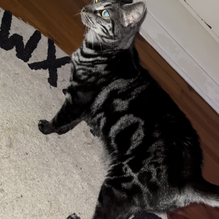 2 year old male cat