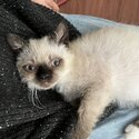 Extremely affectionate rare laperm male kitten.-0