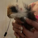 Baby Guinea pigs for sale -1