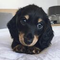 Dachshund Puppies and Adult  for Free adoption-5