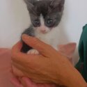 Kittens British Shorthair cross-3