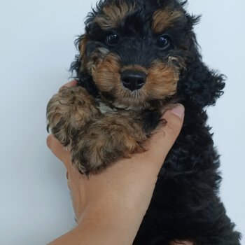 Spoodle puppies - second generation cocker spaniel X miniature poodle