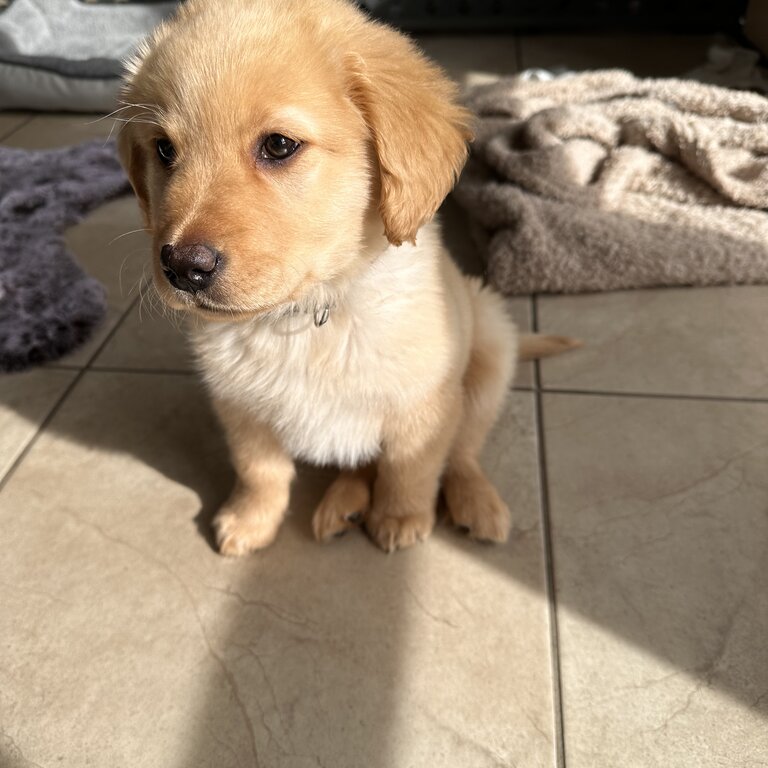 Golden Puppy