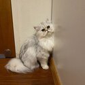 Purebred Female Persian Chinchilla Cat-0