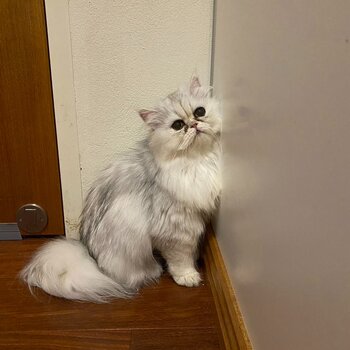 Purebred Female Persian Chinchilla Cat