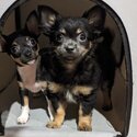 Purebred Chihuahua Puppies-4