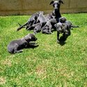 Whippet puppies for adoption -0