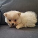 Pomsky puppy -1