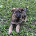 Pure Bred German Shepherd Puppies -4