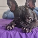 Female French bulldog needing to be rehomed -0