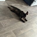 French Bulldog brindle -1